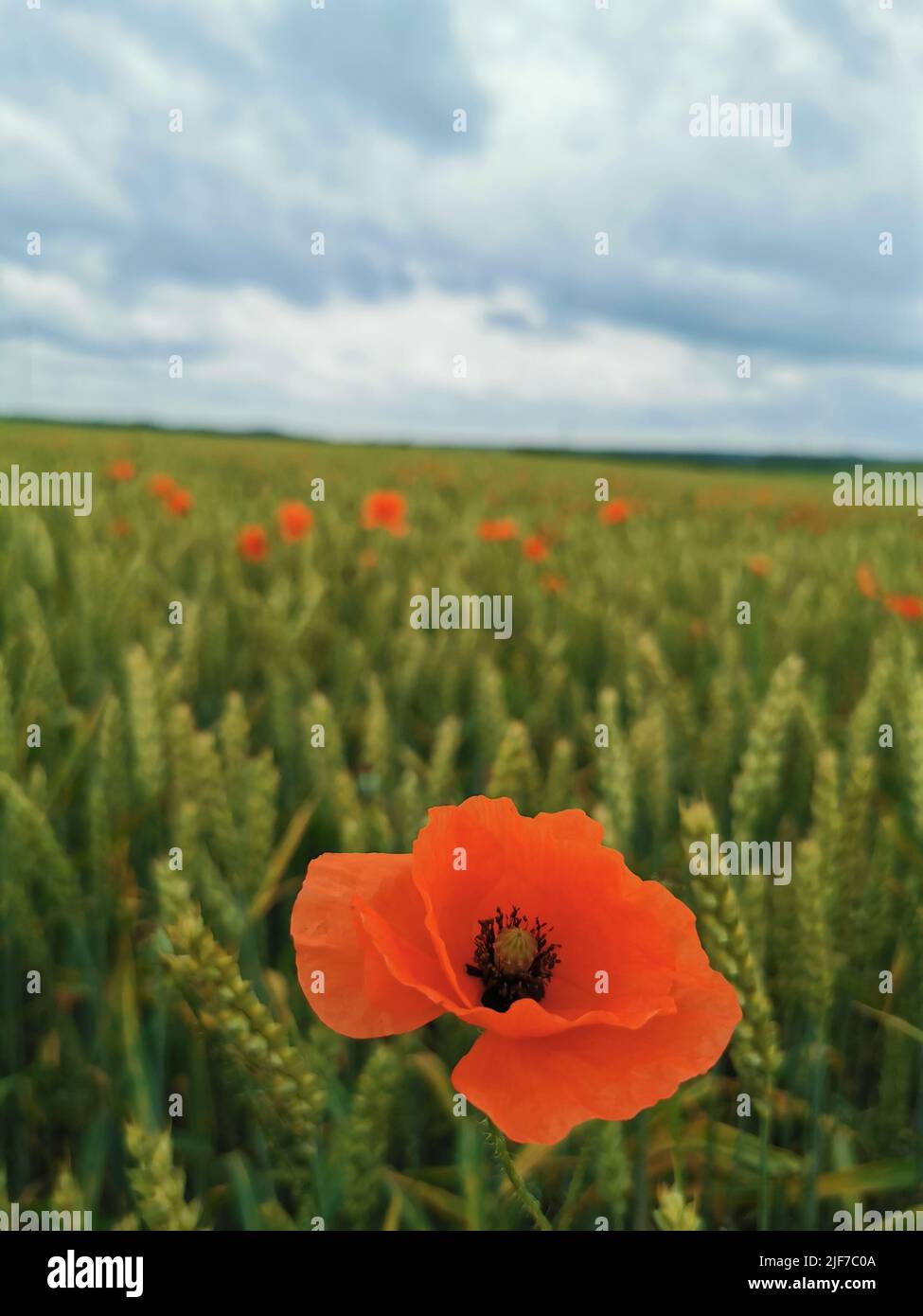 A closeup shot of a red poppy in a poppy field Stock Photo