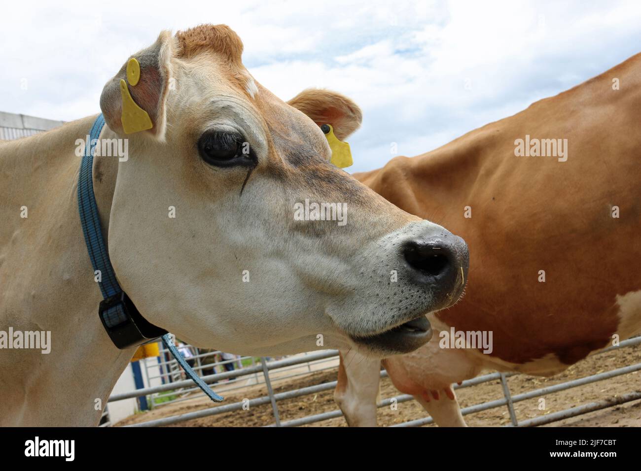 Light brown Guernsey cow head and shoulders in a farmyard with another cow, farm buildings and a metal fence blurred in the background. Stock Photo