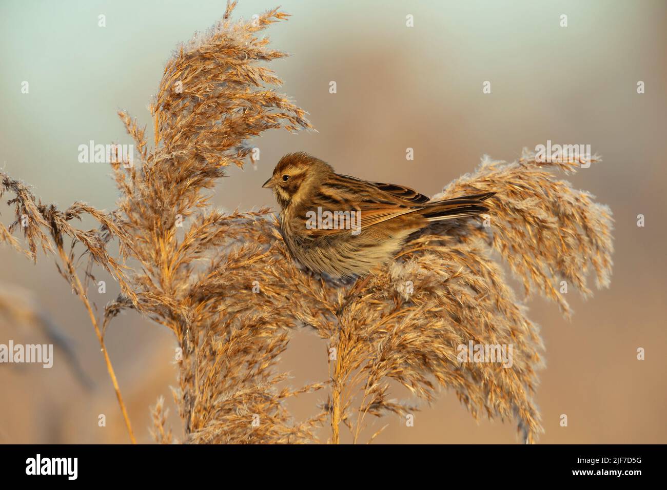 Common reed bunting Emberiza schoeniclus, first winter female feeding ...