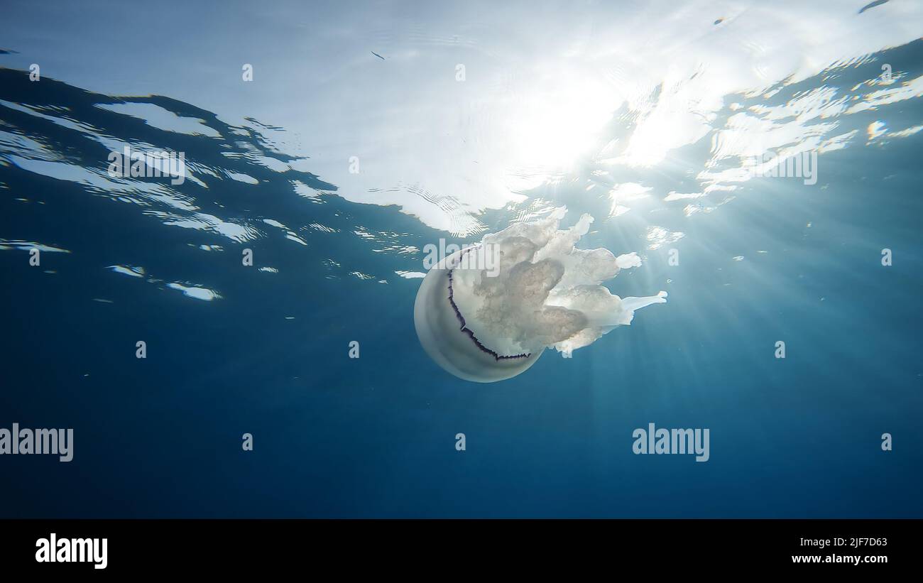 Sea Lung Jellyfish swim underwater in the ocean Stock Photo - Alamy