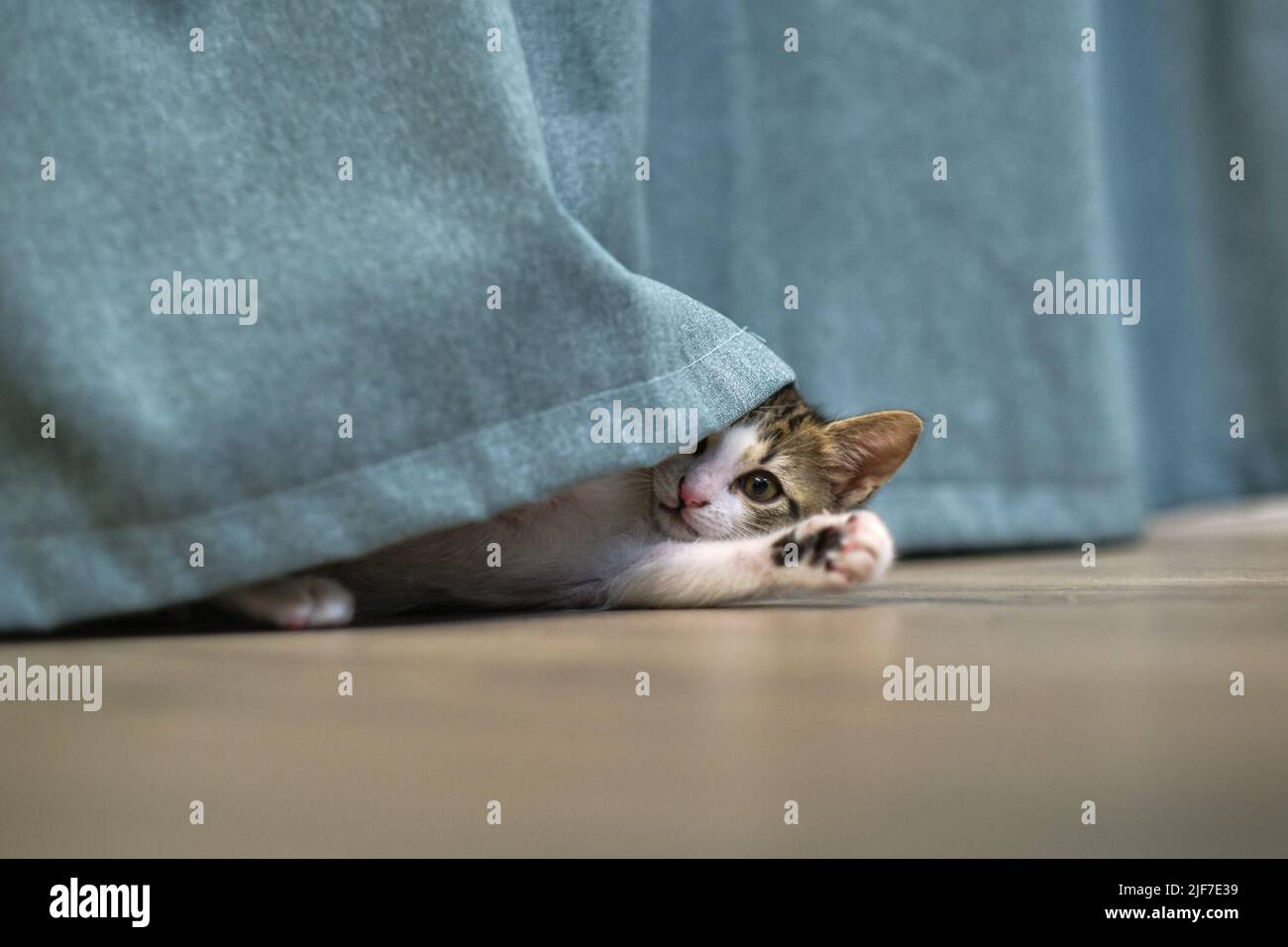 kitten cat playing with curtain Stock Photo