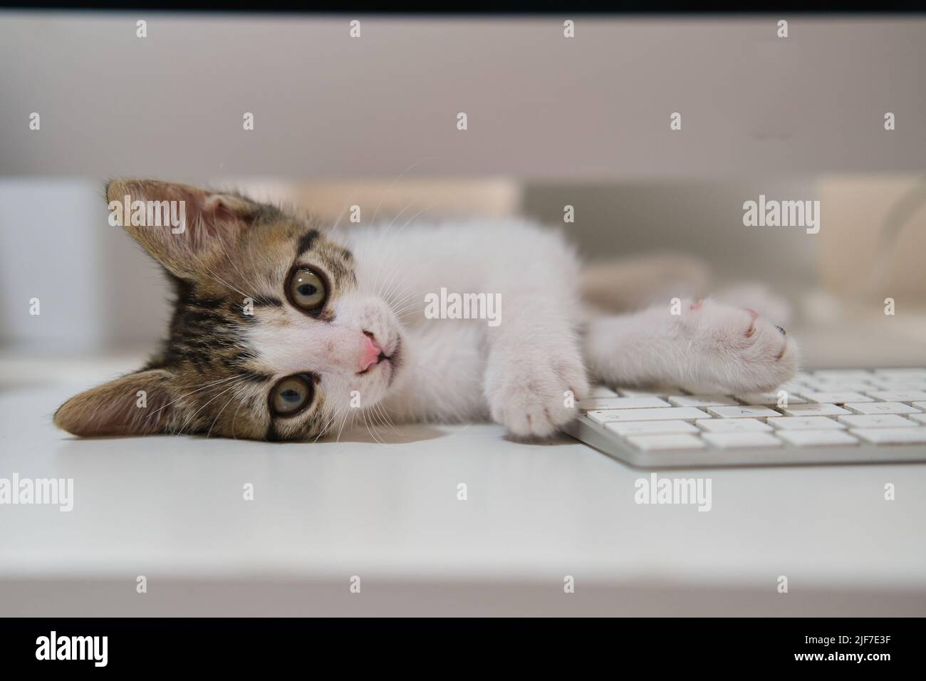 kitten cat sleeping in computer table Stock Photo Alamy