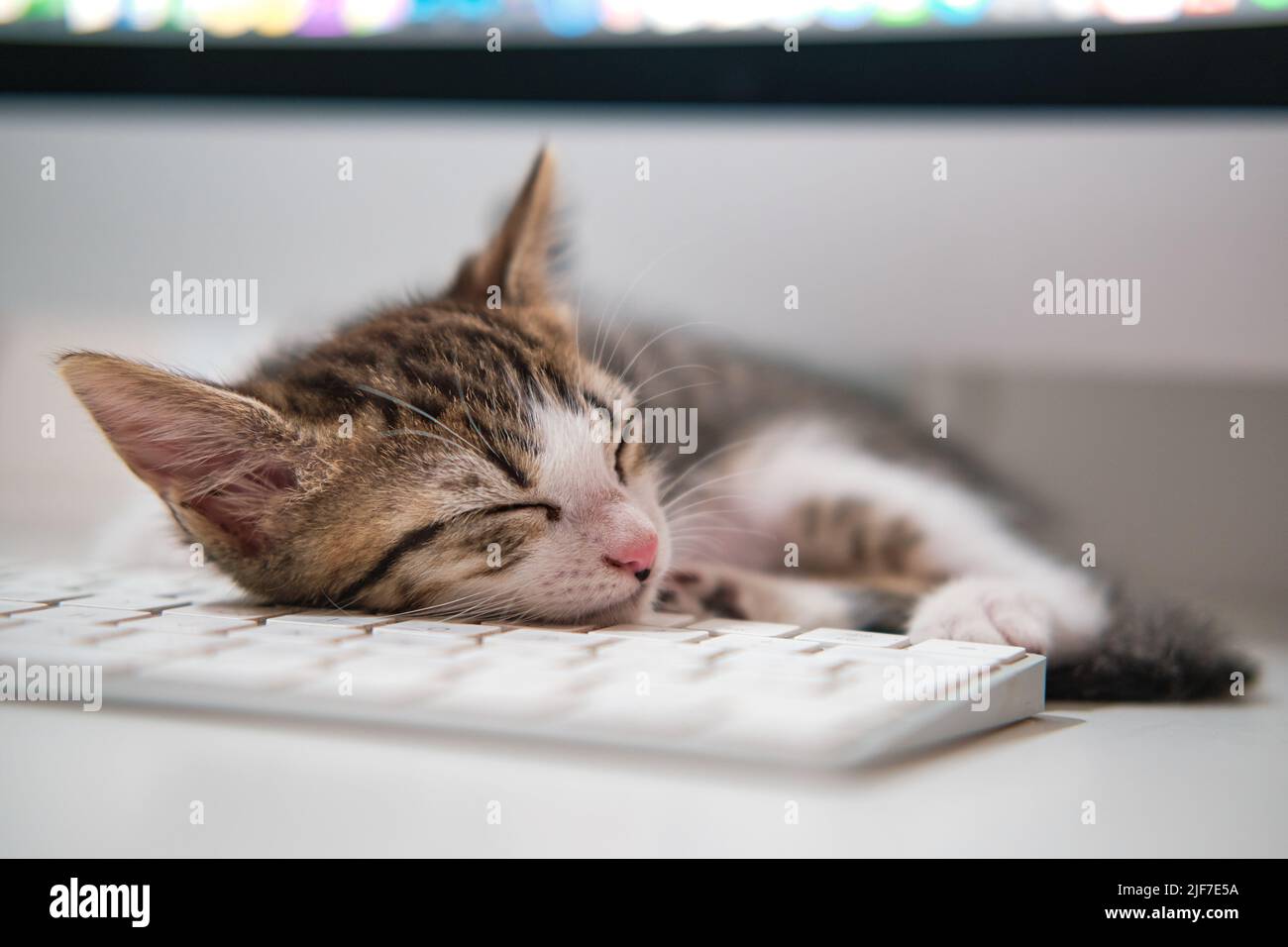 kitten cat sleeping in computer table Stock Photo Alamy