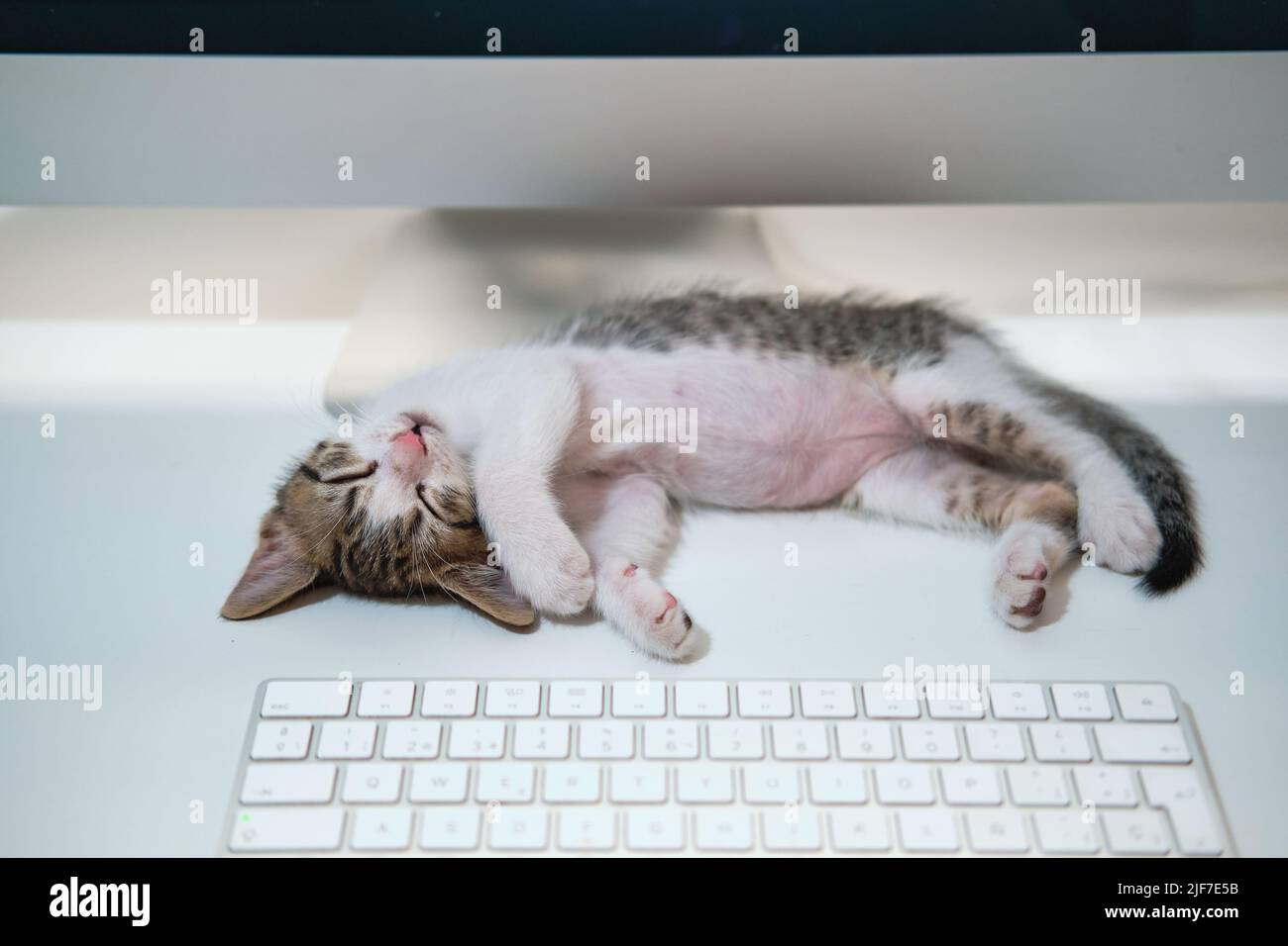 kitten cat sleeping in computer table Stock Photo Alamy