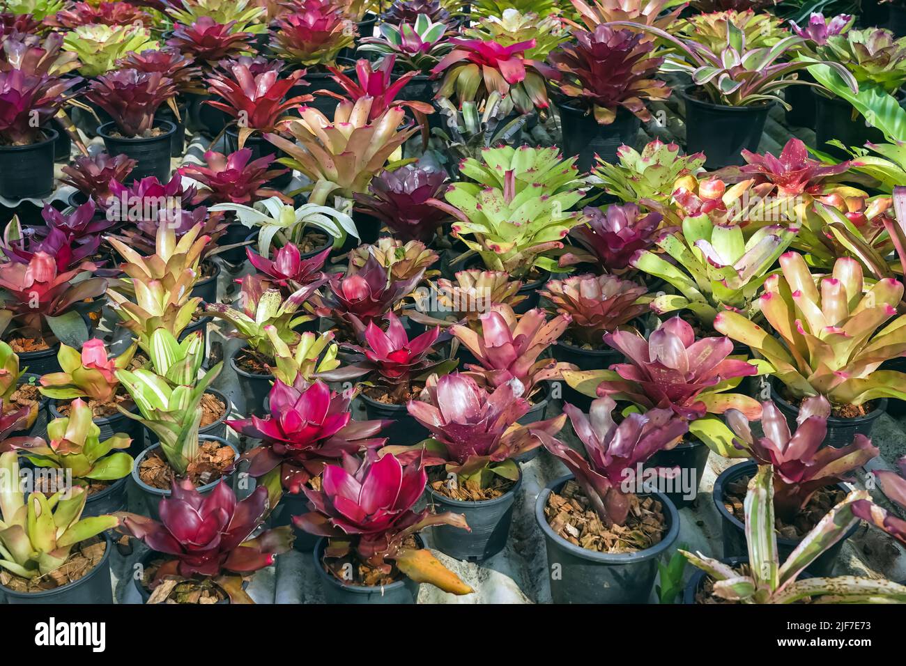 Multicolored bromeliad, colorful bromeliad leaves, Tropical plants in green  house for garden decoration. Colorful Neoregelia plant for home decoration  Stock Photo - Alamy