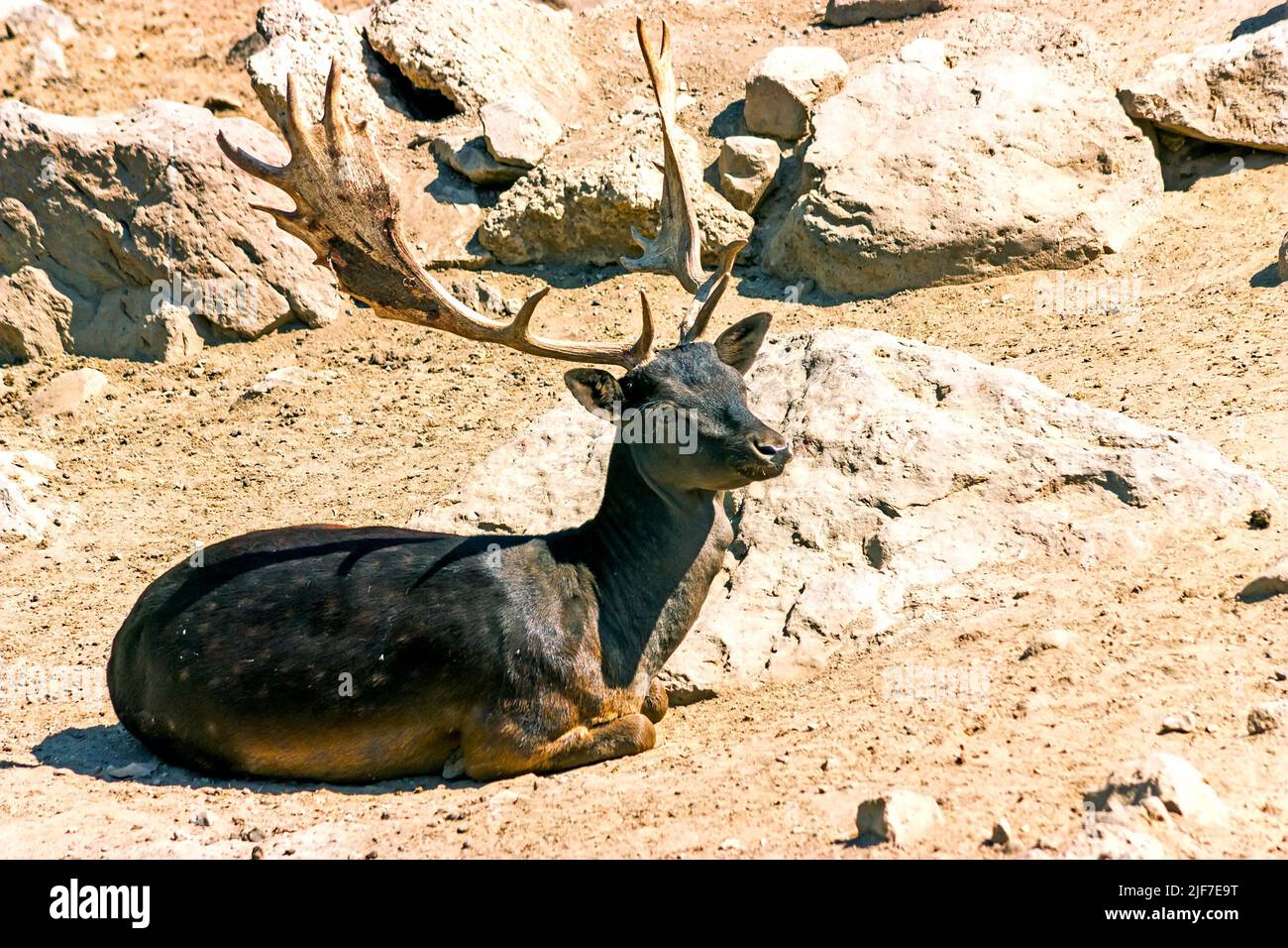 Male deer, small animal in the zoo park in city Yerevan,Armenia Stock Photo