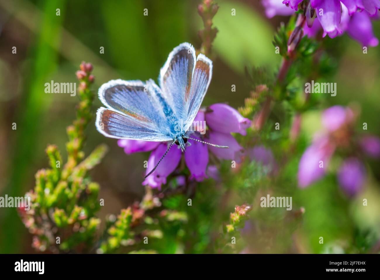 Male silver-studded blue butterfly (Plebejus argus) on purple heather flowers in summer on  New Forest heathland, Hampshire, UK Stock Photo