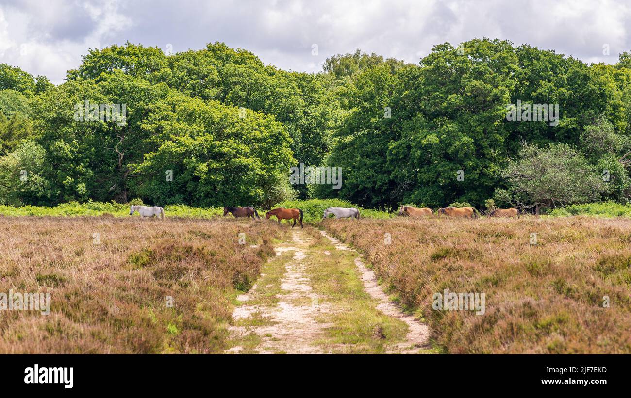 New Forest heathland landscape in summer, Hampshire, UK. Ponies walking in a convoy. Stock Photo