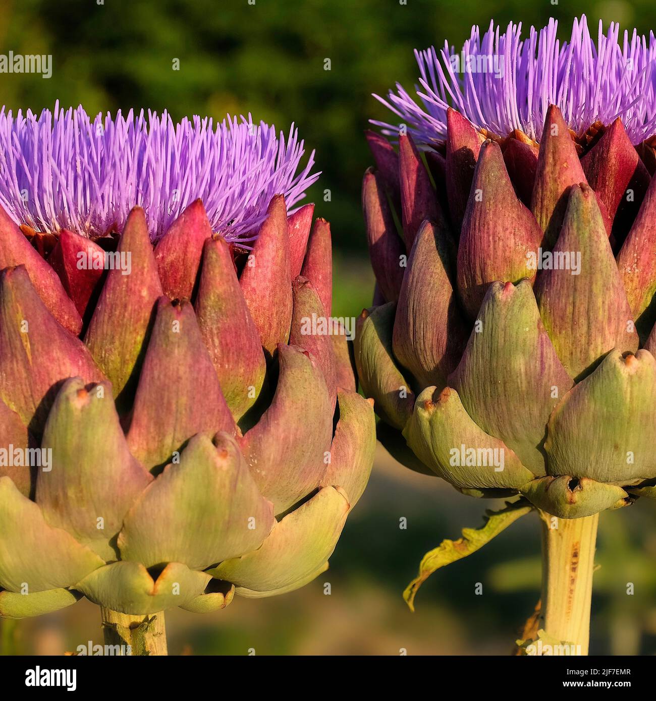 Close up image. Anemone like purple blooms of two artichokes. Numerous triangular scales of rich reds and greens. Soft focus background. Stock Photo