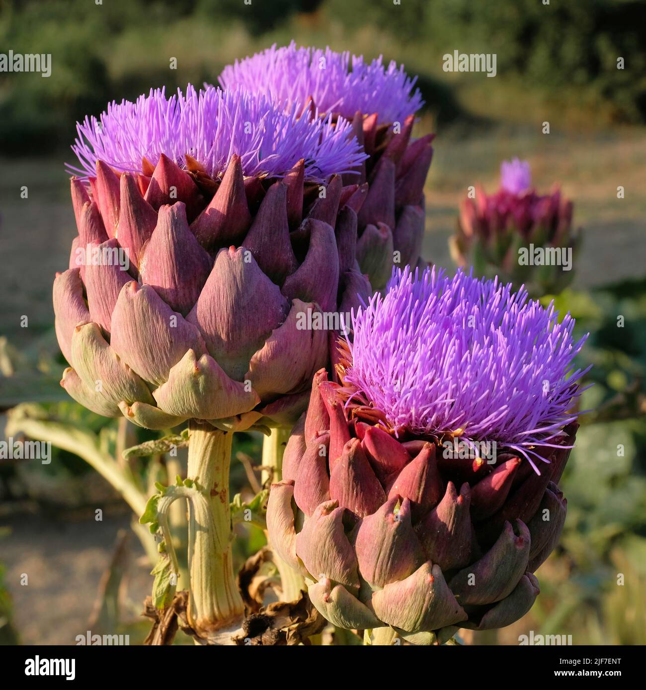 Close up image. Anemone like purple blooms of three artichokes. Numerous triangular scales of rich reds and greens. Soft focus background Stock Photo