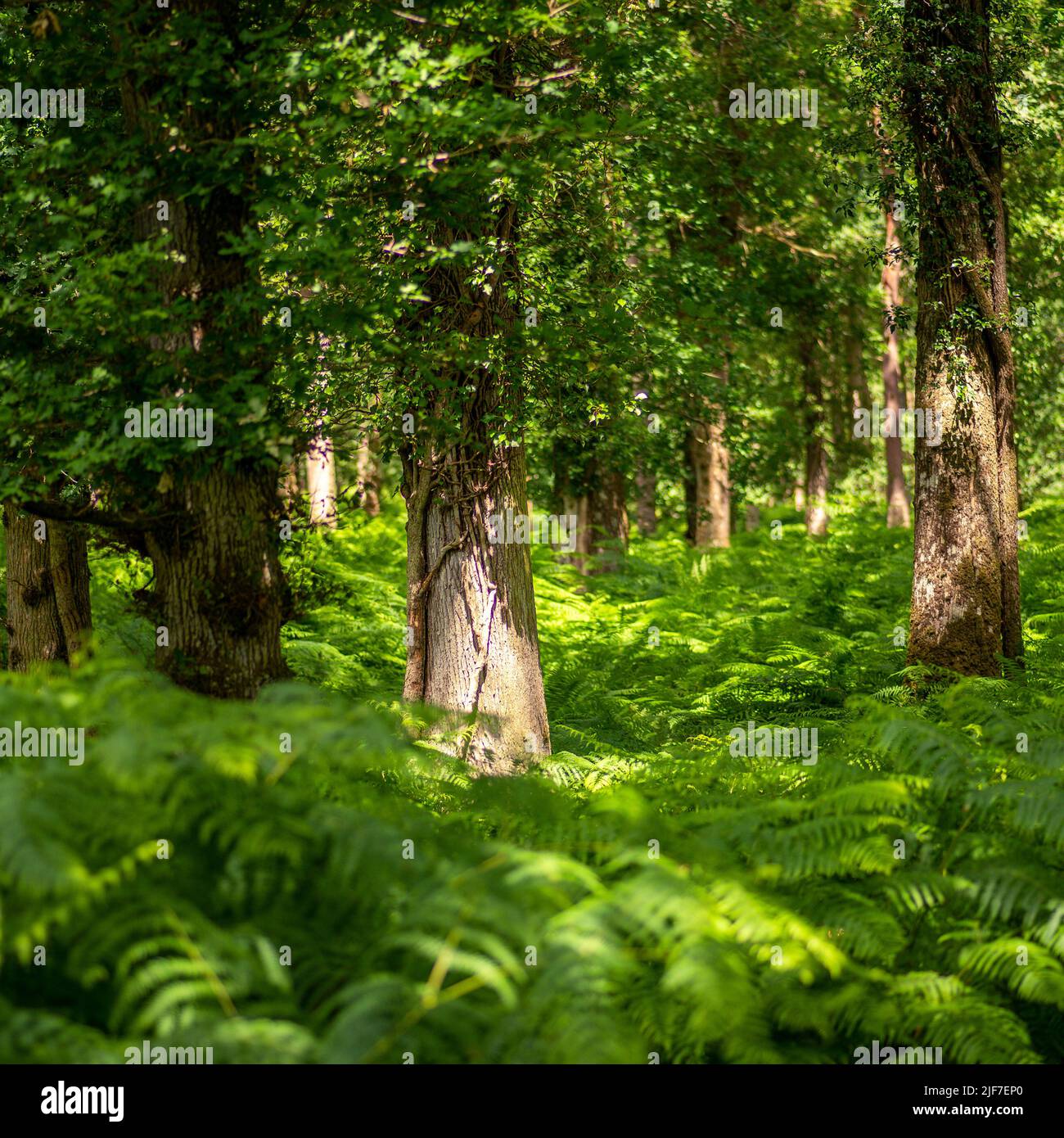 Green woodland in summer with dense bracken Stock Photo