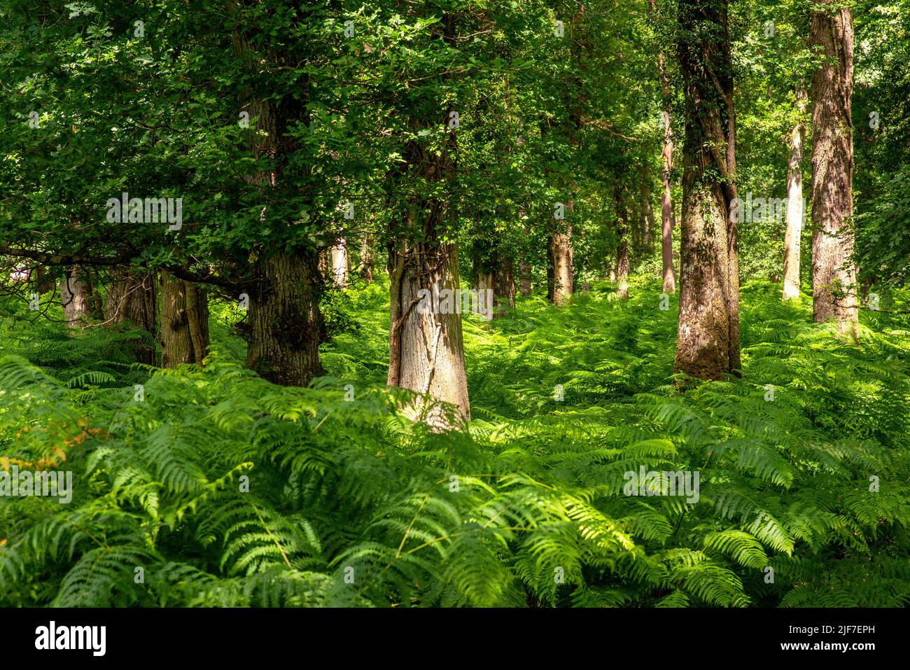 Green woodland in summer with dense bracken Stock Photo