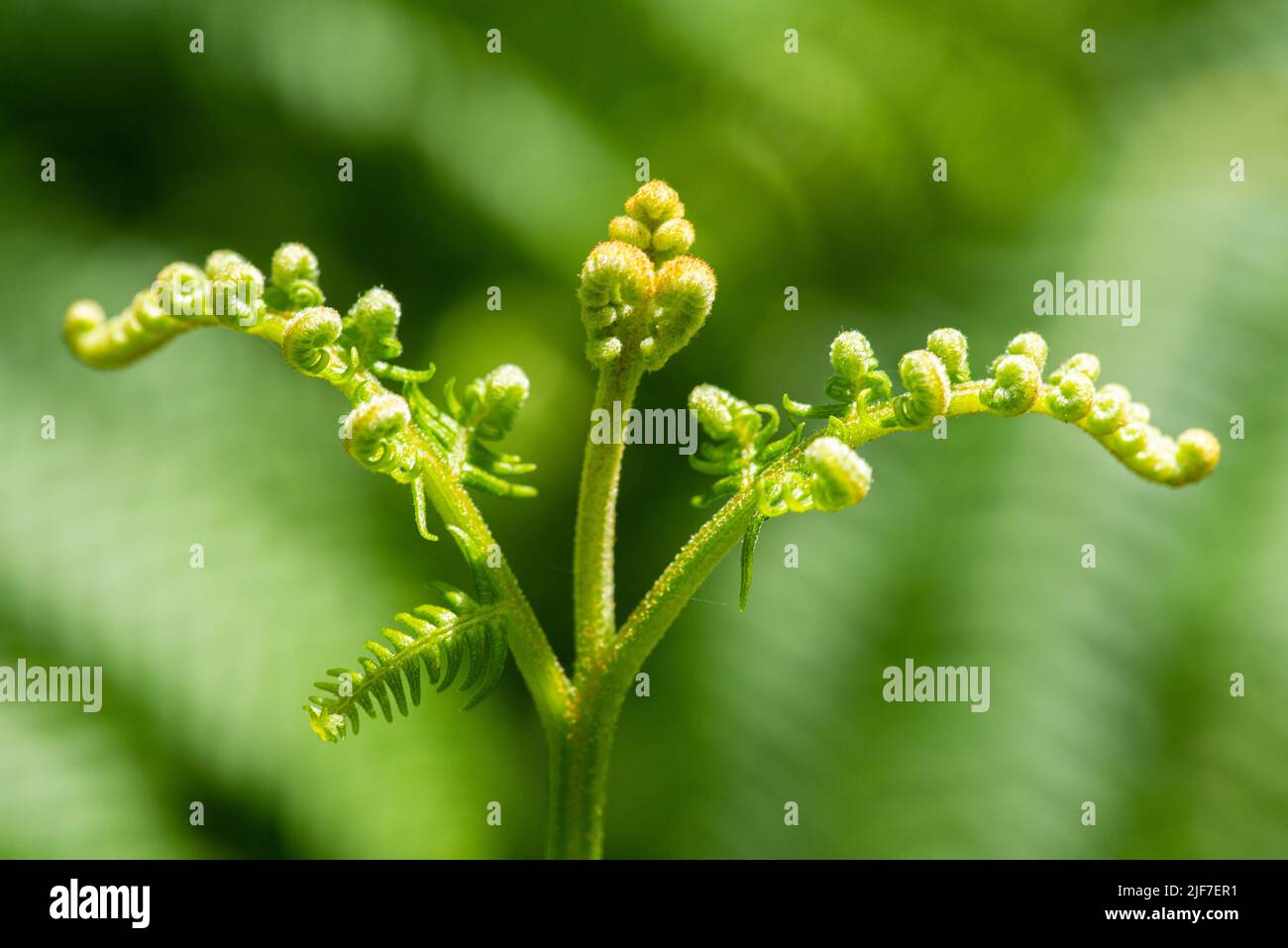 Bracken (Pteridium) frond with unfurling new leaves Stock Photo
