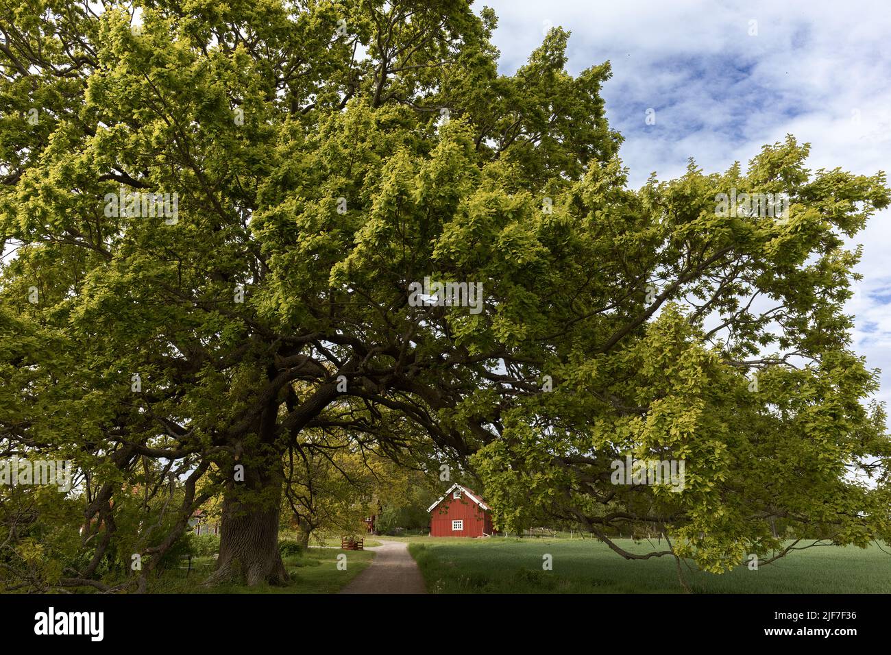 Tree trees wood summer hi-res stock photography and images - Alamy