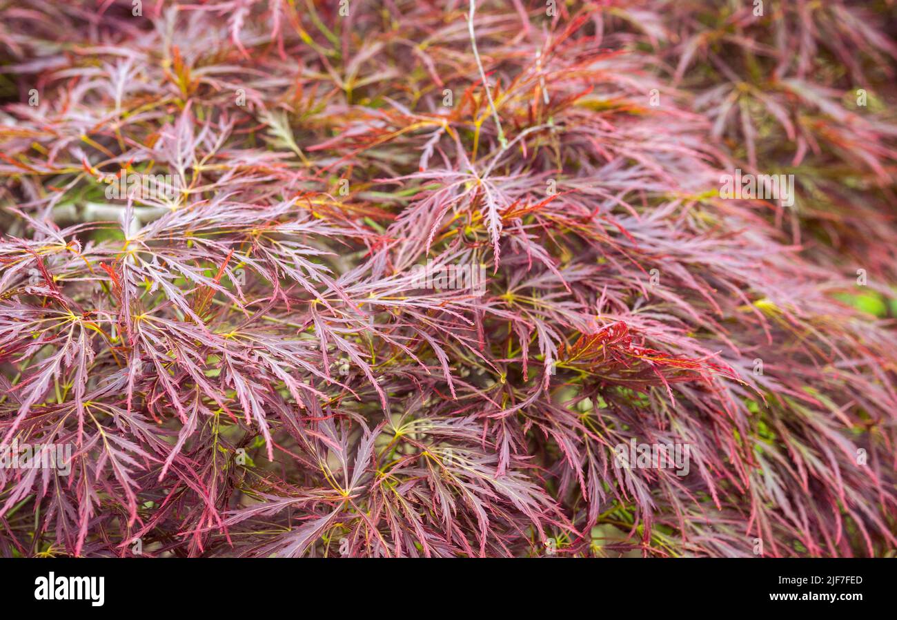 A close up of a vibrant pink plant. Stock Photo