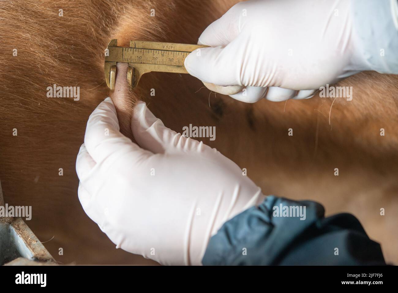 Vet measures raised skin swelling. The TB skin test is the common name for the Single Intradermal Comparative Cervical Tuberculin (SICCT) test Stock Photo