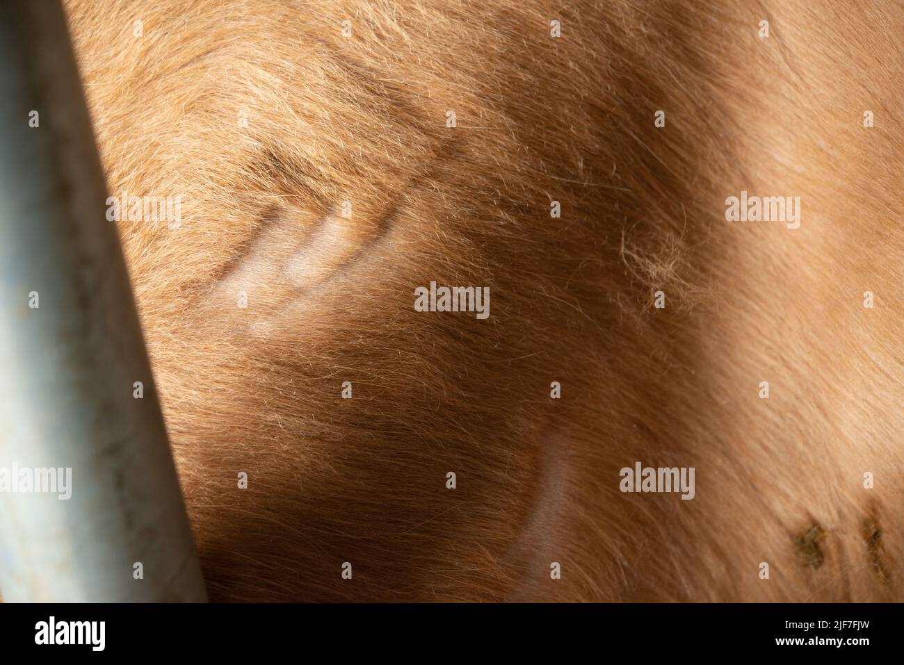Raised skin swelling Stock Photo