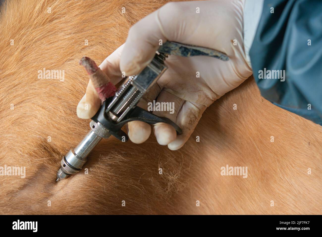 Vet injects tuberculin into the deep layers of the skin of the neck Stock Photo
