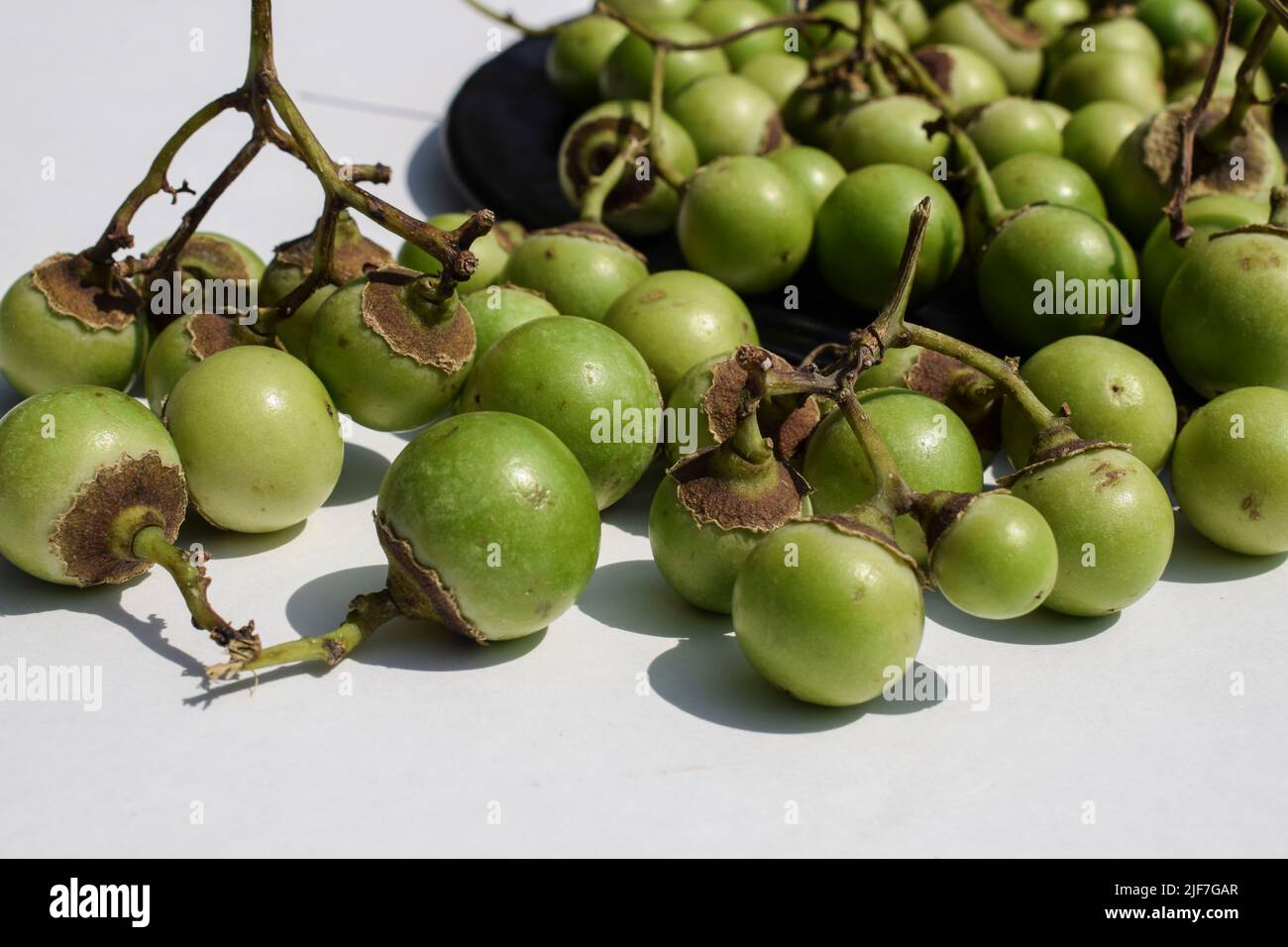 Close up of Indian fruit Green Fragrant manjack or snotty gobbles also known as Glue berry, bird lime tree, Indian cherry, Lasoda or Gunda. Stock Photo