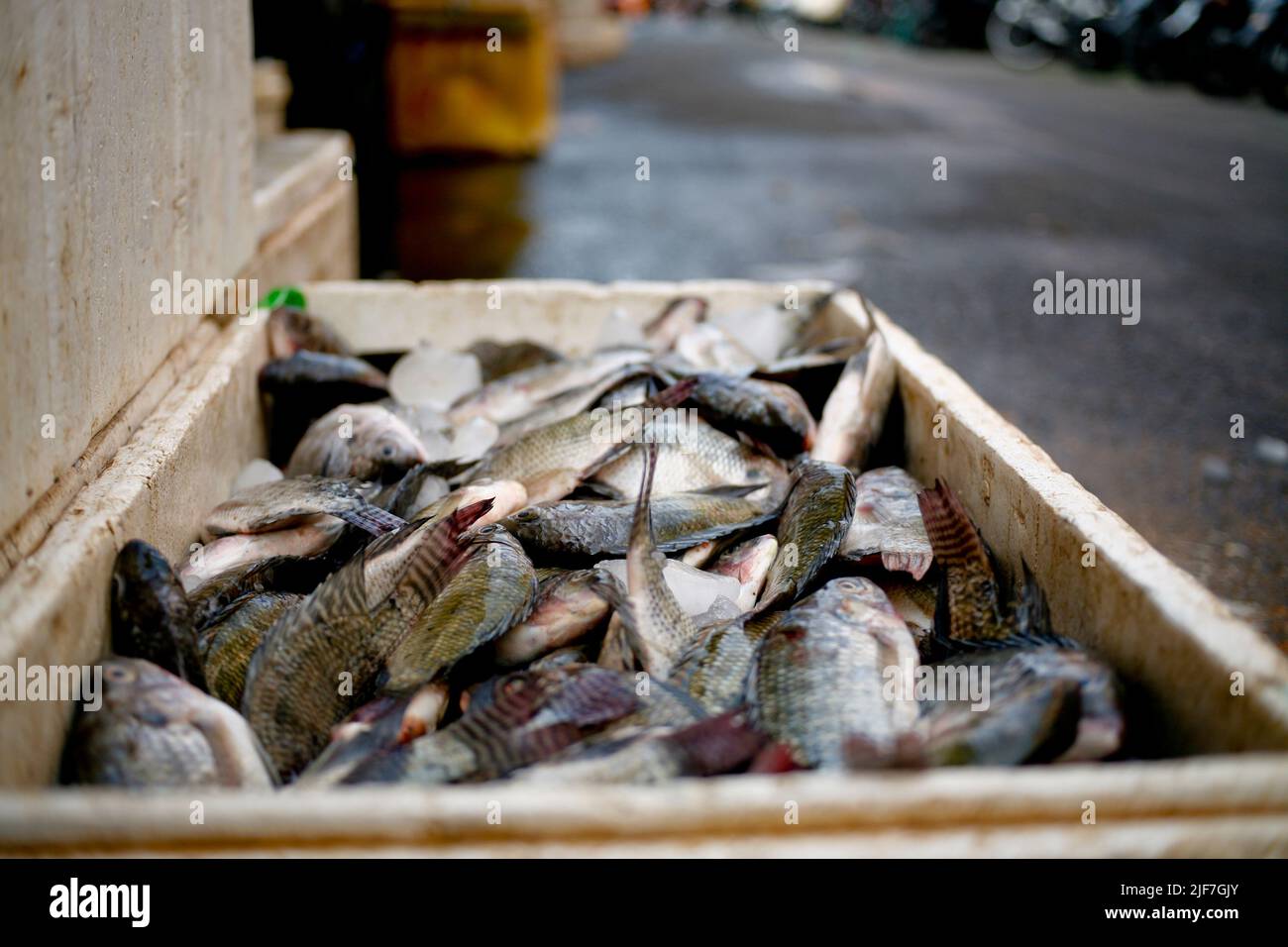 Tilapia fish head hires stock photography and images Alamy