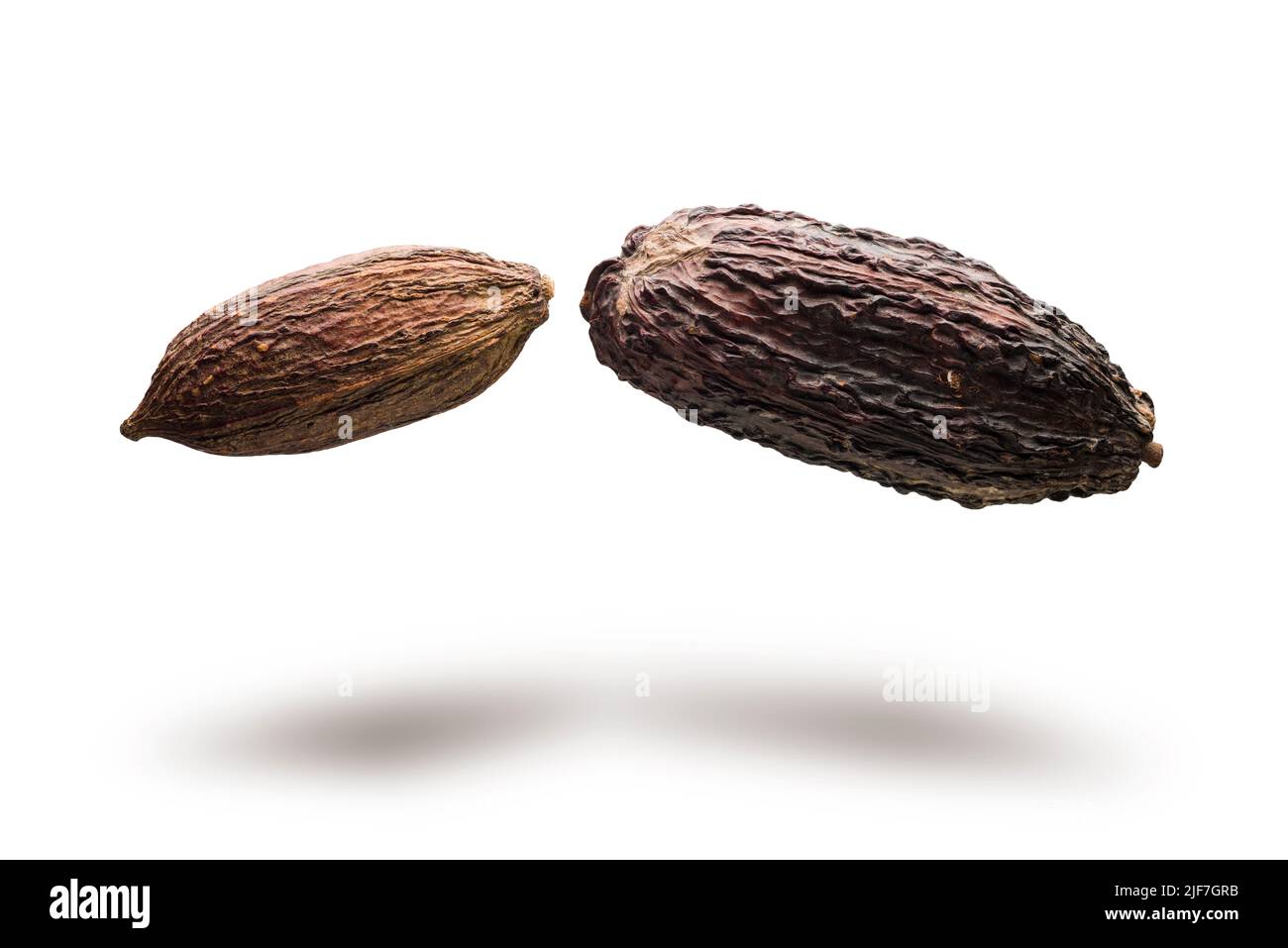 Cocoa pods jumping on white background Stock Photo
