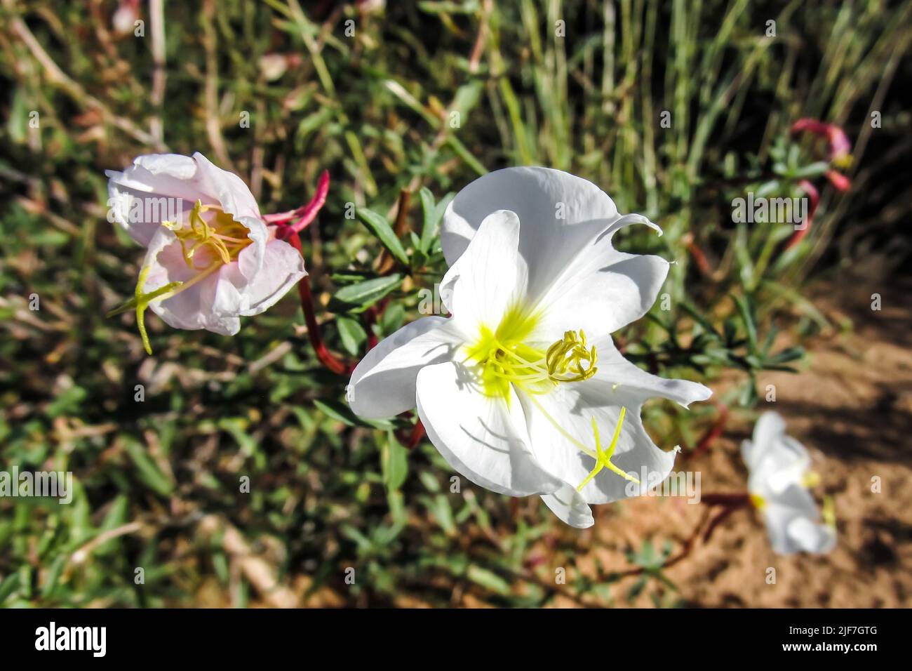 The beautiful white flowers of a Whitest evening Primrose, Oenothera Albicaulus, in bloom in the early fall in Arches National Park. Stock Photo