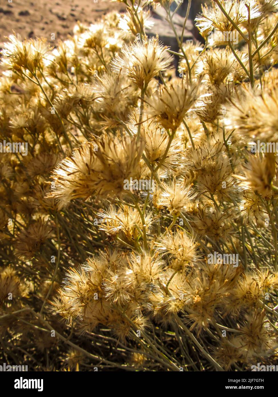Backlit fluffy Rabbit brush seeds in the autumn in Arches National Park, Utah, USA Stock Photo