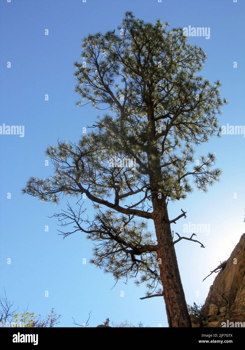 Looking up at a tall Limber Pine, Pinus Flexilis, being backlit against the bright blue sky Stock Photo