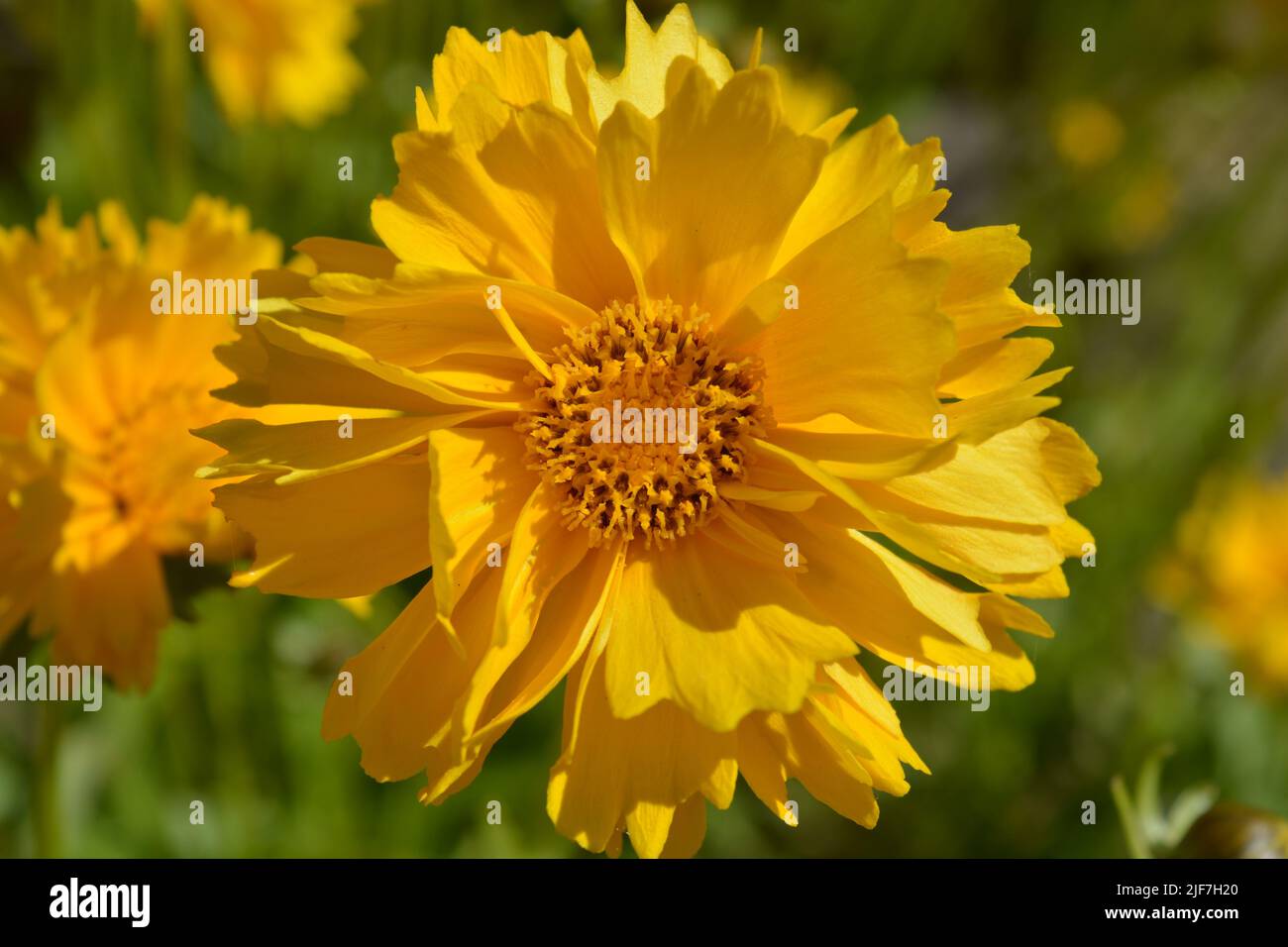 Coreopsis grandiflora Sunburst flower, also known as tickseed, a stunning perennial plant bursting with bright yellow colour Stock Photo