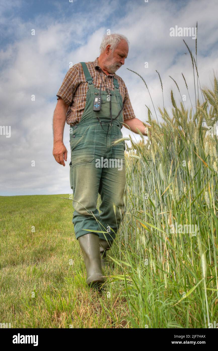 Before the harvest, an experienced elderly farmer walks past his grain field and checks checks the degree of ripeness and moisture content of the grai Stock Photo