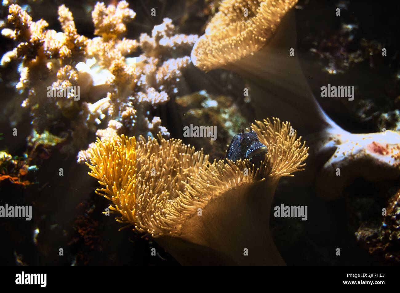 Corals and fish in saltwater aquarium. Observation of the underwater ...