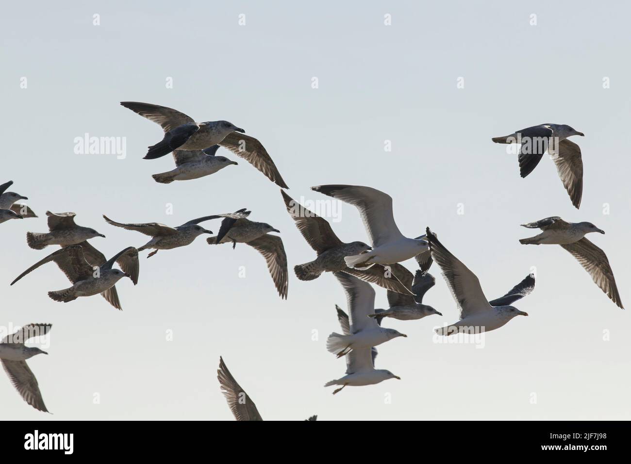 Soft backlit flock of seagulls in flight over northern portuguese coast