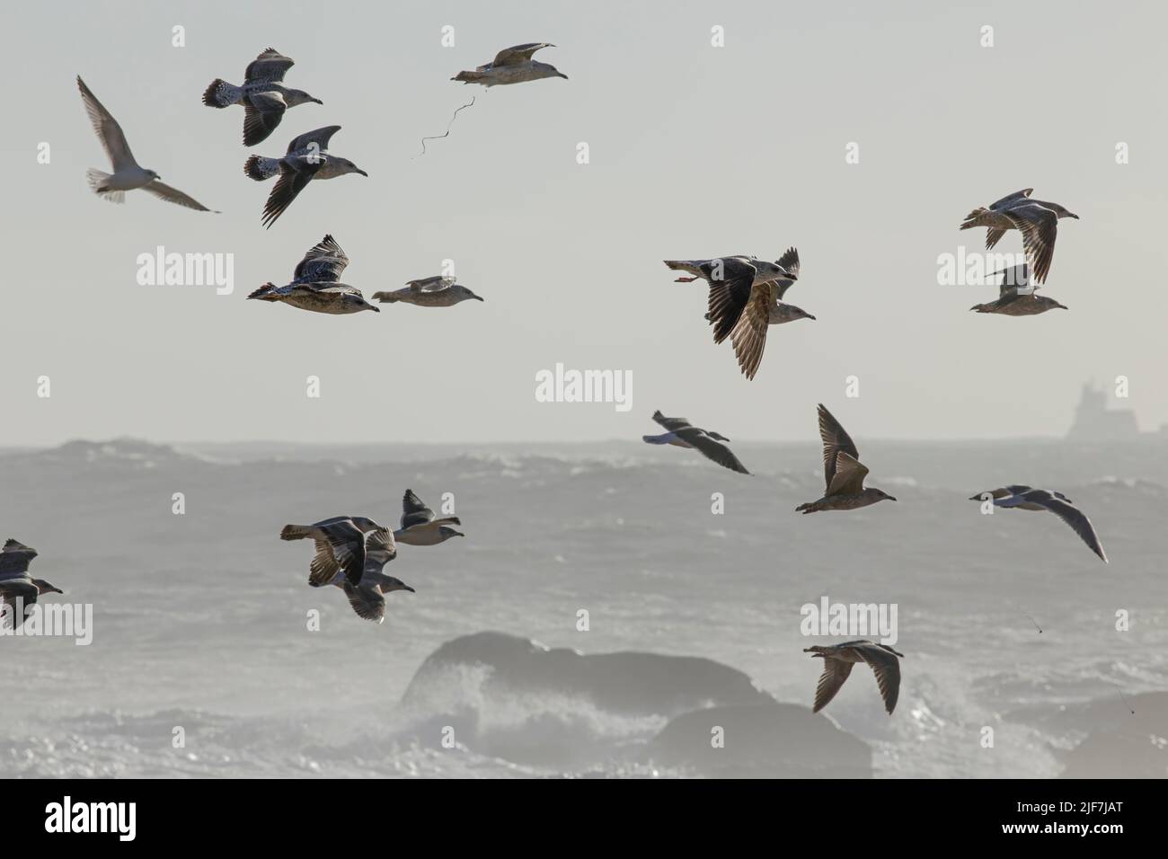 Soft backlit flock of seagulls in flight over northern portuguese coast