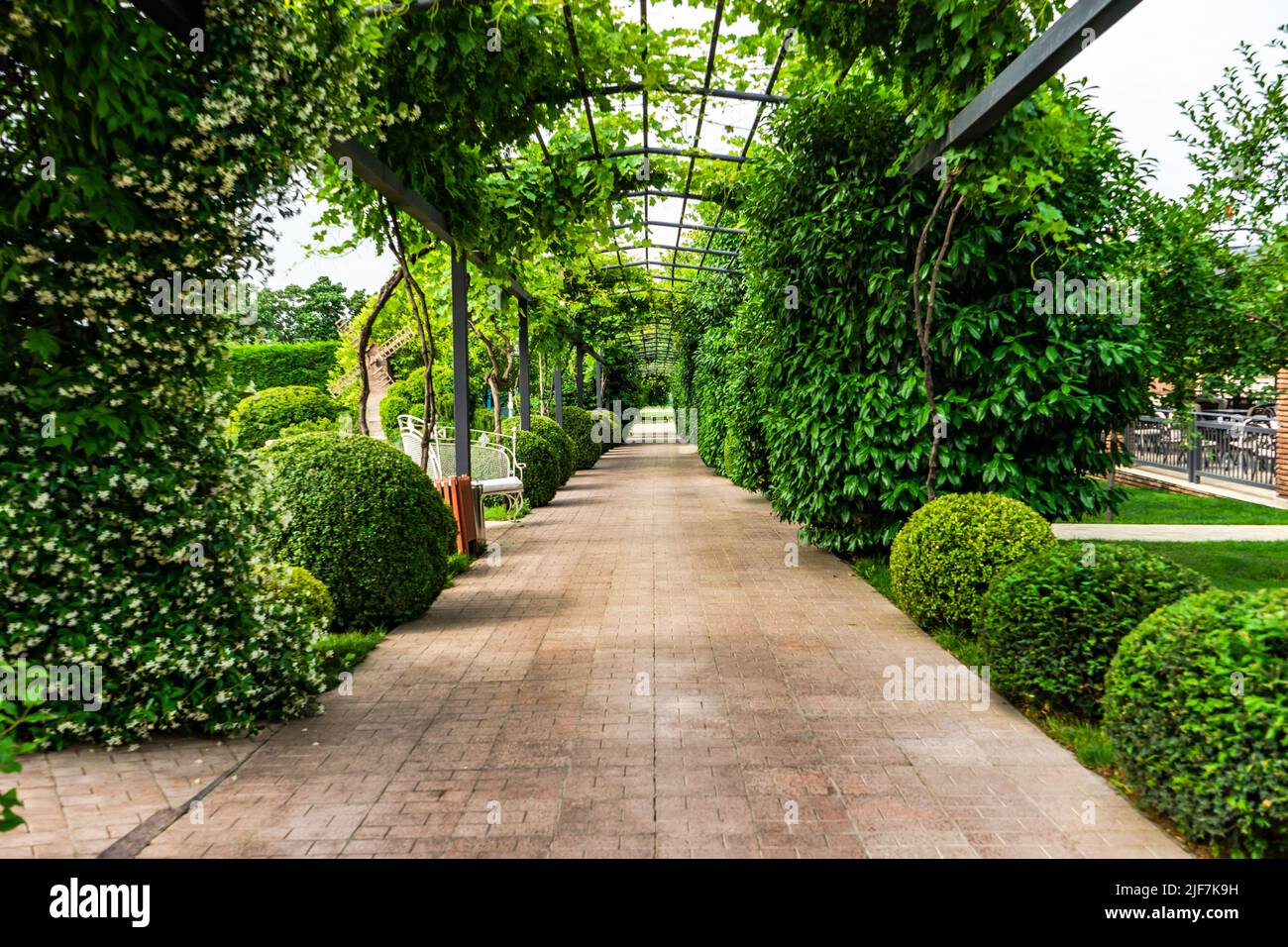 Arch garden with flowering Jasmine Stock Photo Alamy