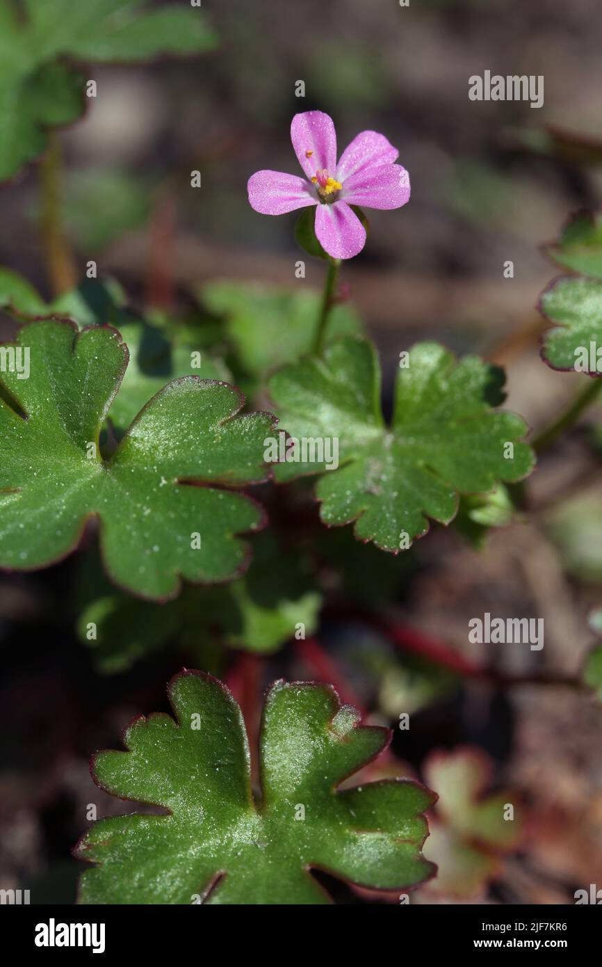 Wednesday Weed – Shining Cranesbill