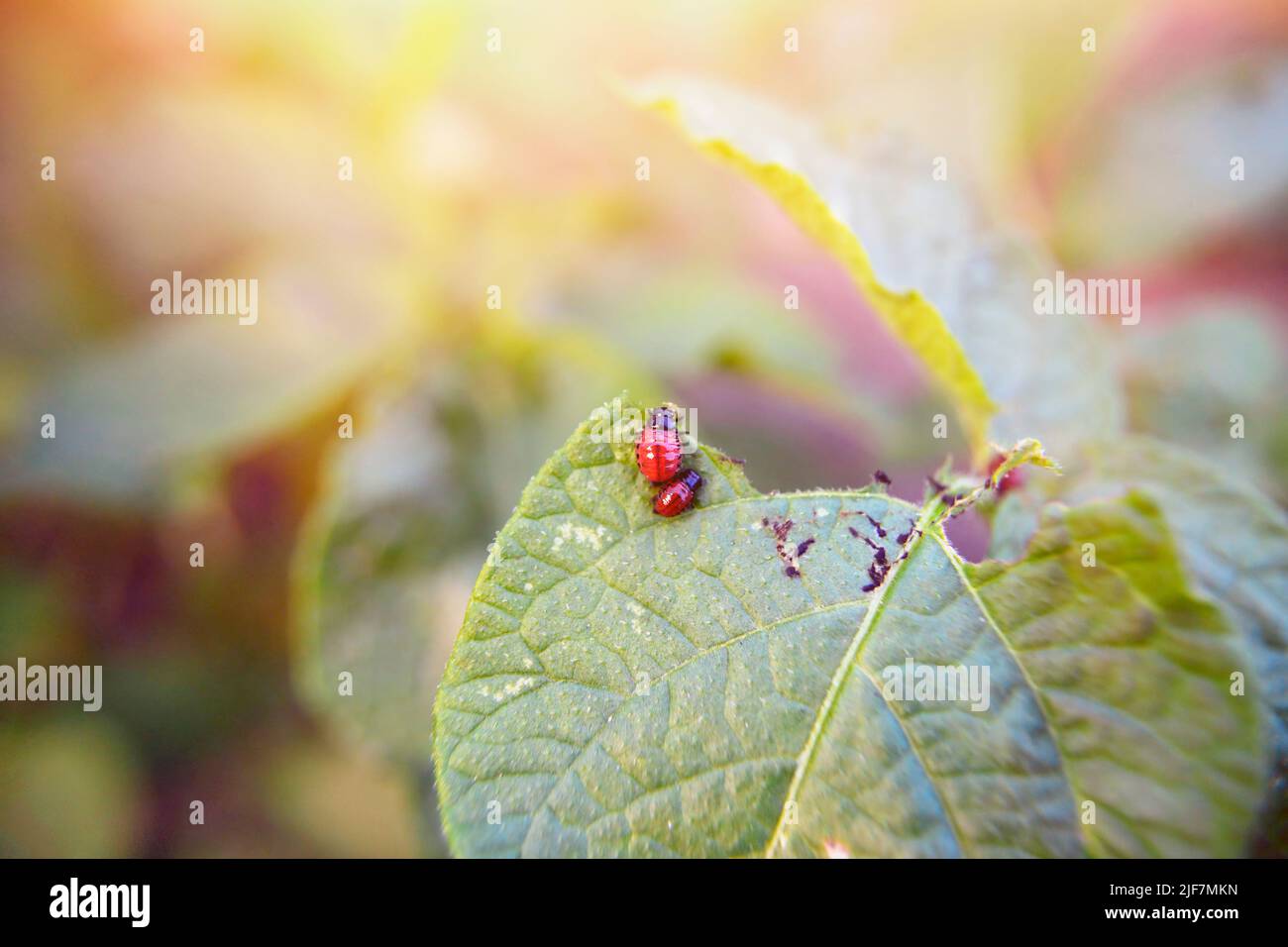 Red Larvae of the Colorado potato beetle on young green potatoes leaves