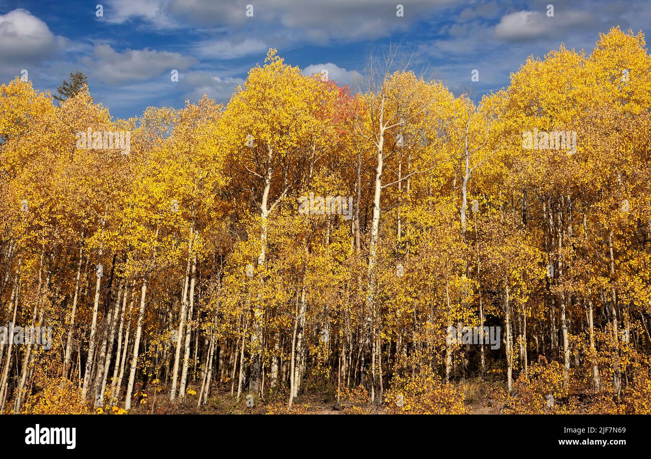 Forest of golden aspen trees on a blue sky in Colorado Stock Photo