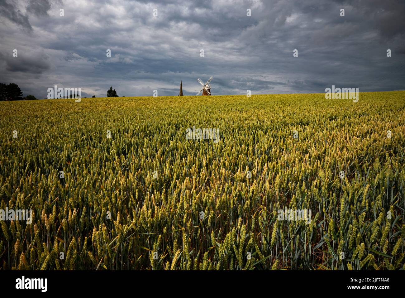 Thaxted, UK. 30th June, 2022. Thaxted Essex England UK Wheat Rippens under a stormy threatening sky 30 June 2022 Wheat waiting for some rain in North West Essex with Thaxted Church and John Webbs 19th century Windmill on the horizon. Credit: BRIAN HARRIS/Alamy Live News Stock Photo