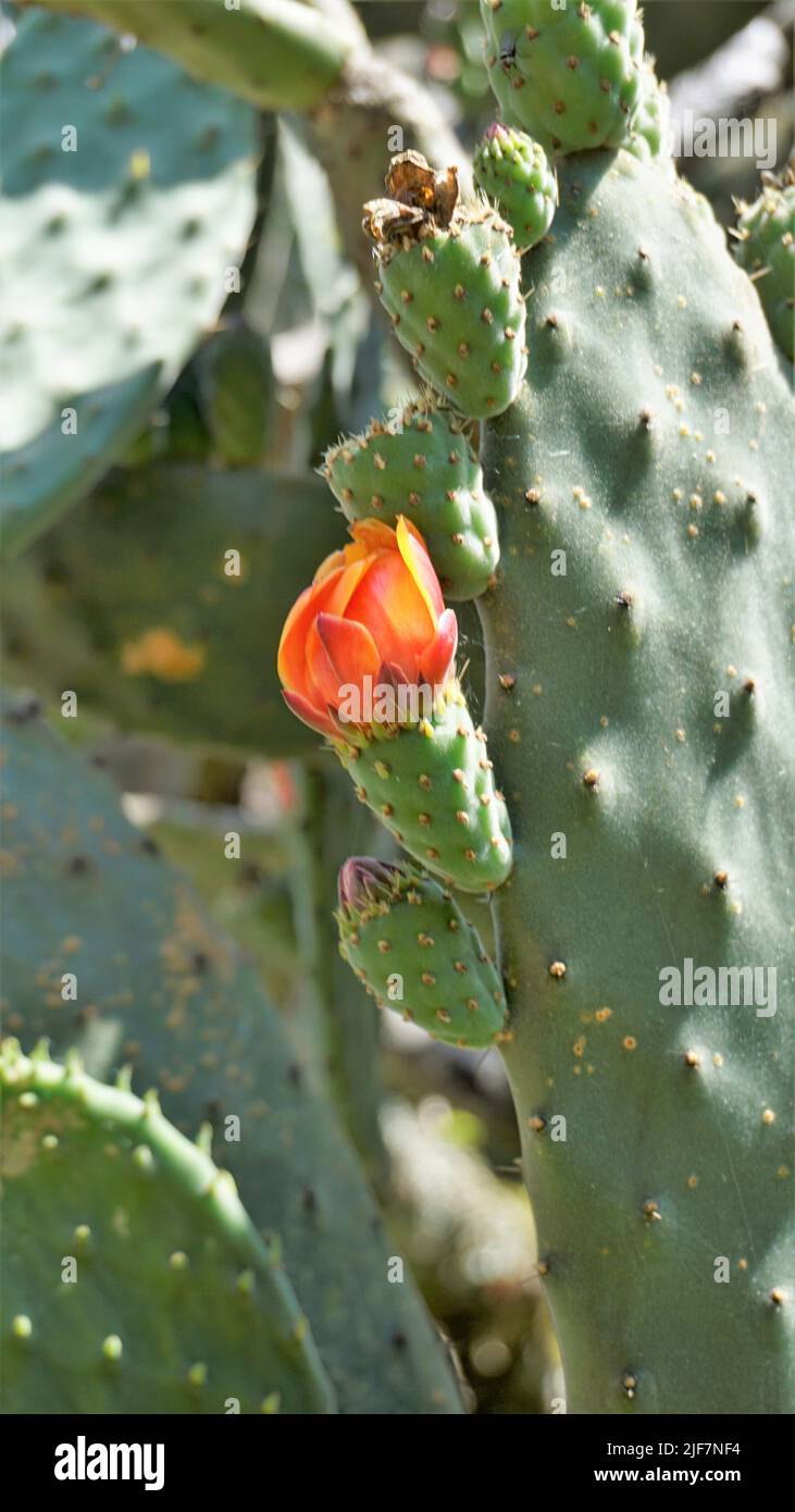Beautiful closeup flower of plant Opuntia tomentosa also known as velvet opuntial, tree pear, woollyjoint pricklypear. Spotted in ooty botanical garde Stock Photo