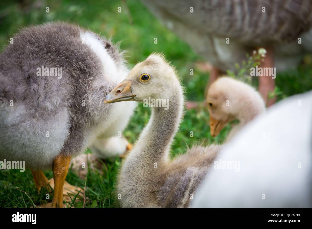 Goslings of the breed 'Österreichische Landgans', an endangered goose breed from Austria Stock Photo