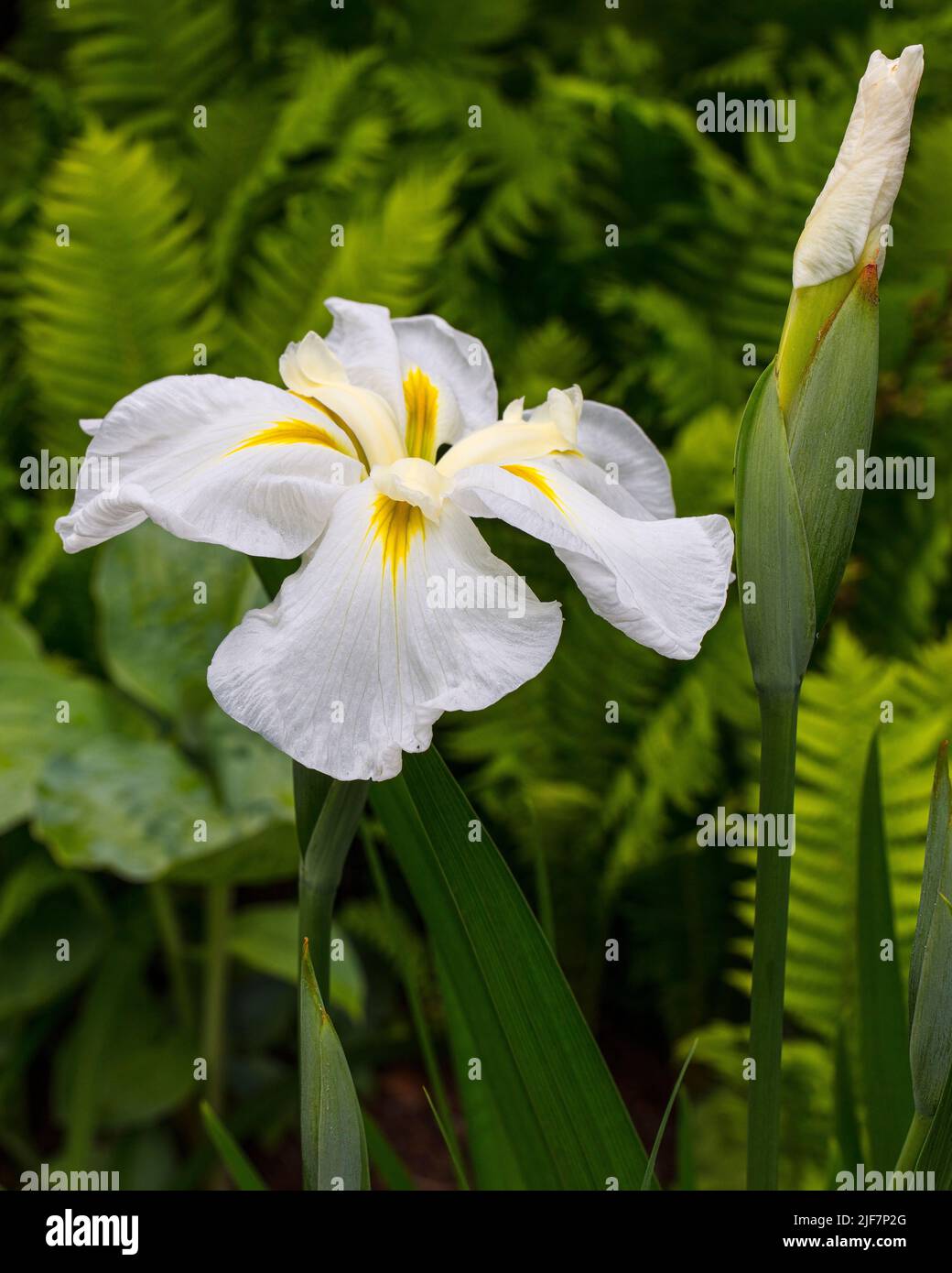 Iris ensata 'White Ladies' in Jubilee Wood at Aberglasney Gardens Stock Photo Alamy