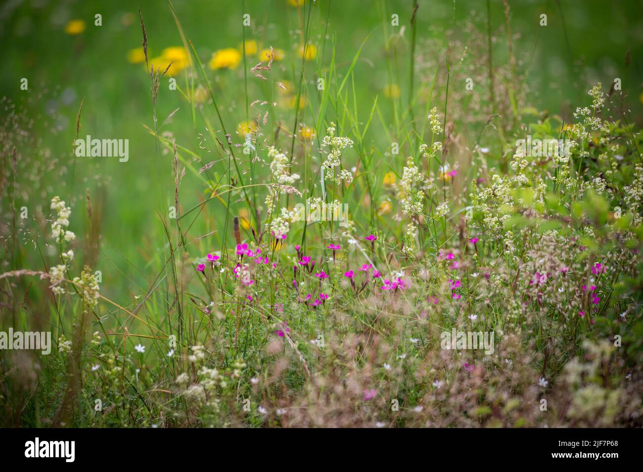 Wild flowers in a nature garden Stock Photo