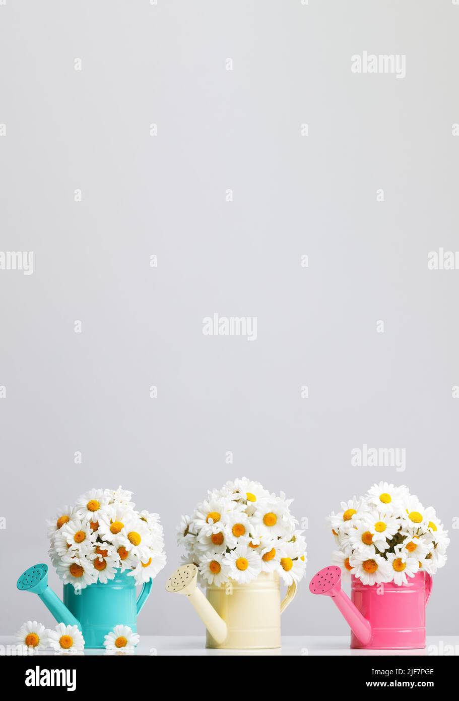 Chamomile plant in pot hi-res stock photography and images - Alamy