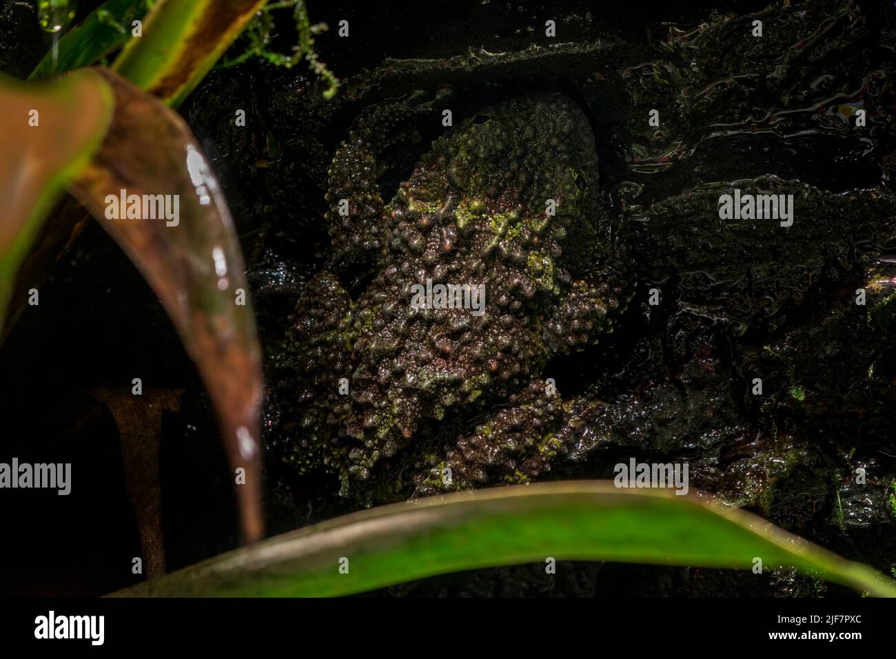 Mossy frog / Vietnamese mossy frog / Tonkin bug-eyed frog (Theloderma corticale) climbing rock at night, native to Vietnam and China Stock Photo