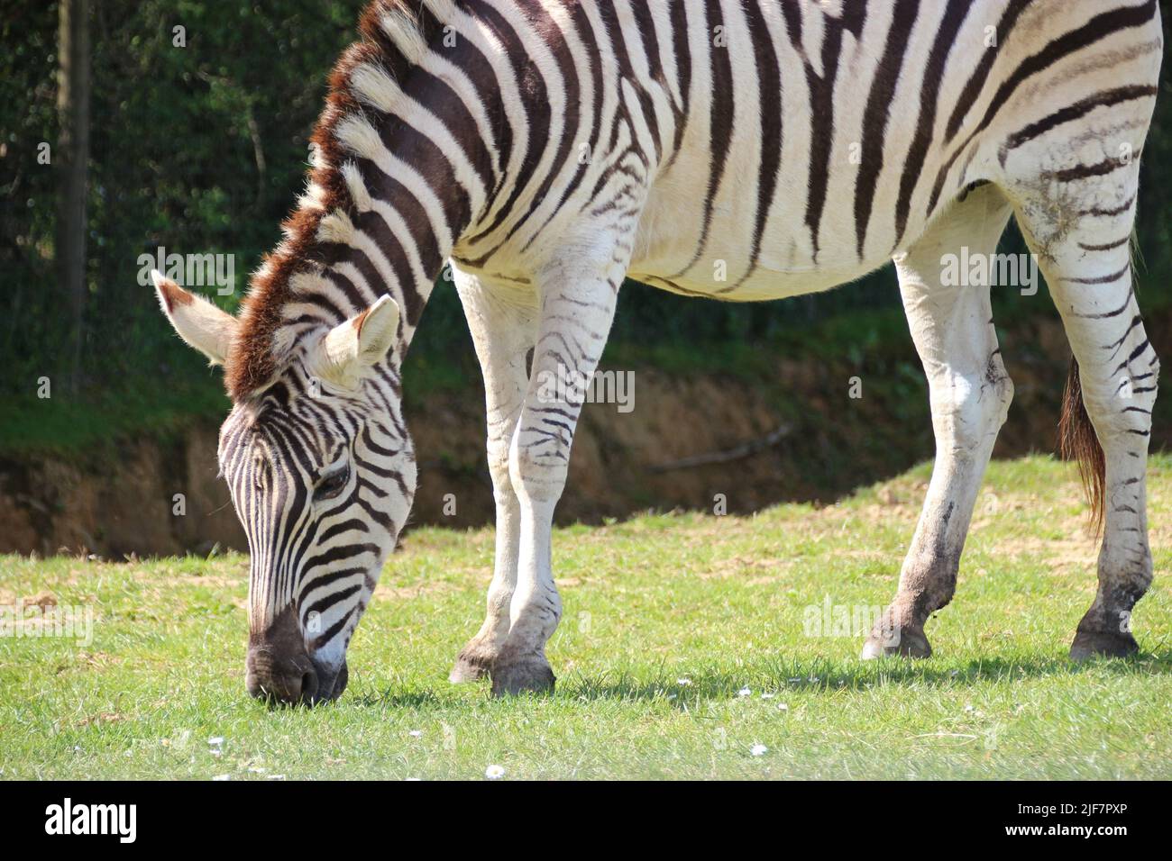 zebra in a zoo in france Stock Photo