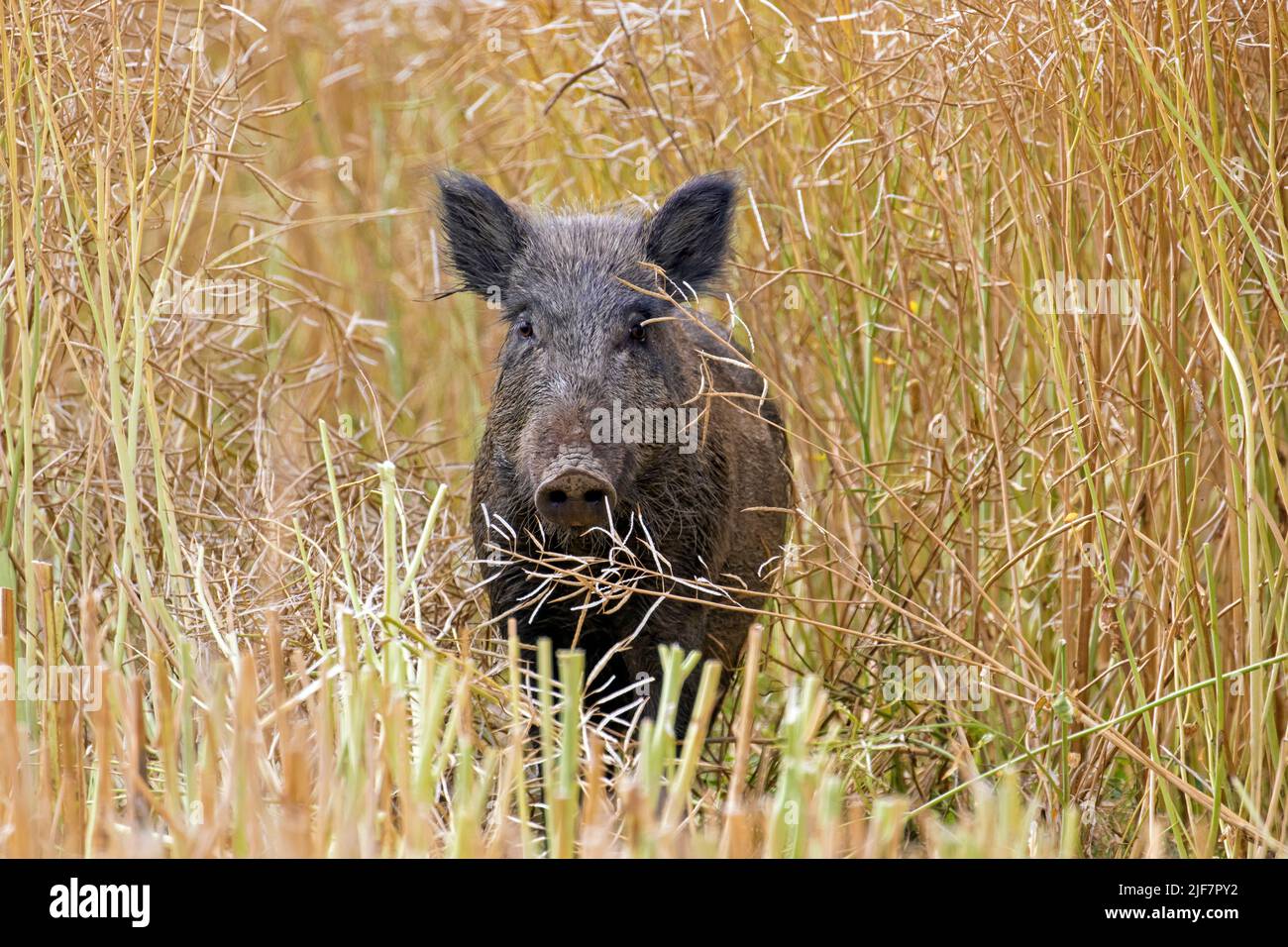 Solitary wild boar (Sus scrofa) sow / female foraging in harvested rape field in summer Stock Photo