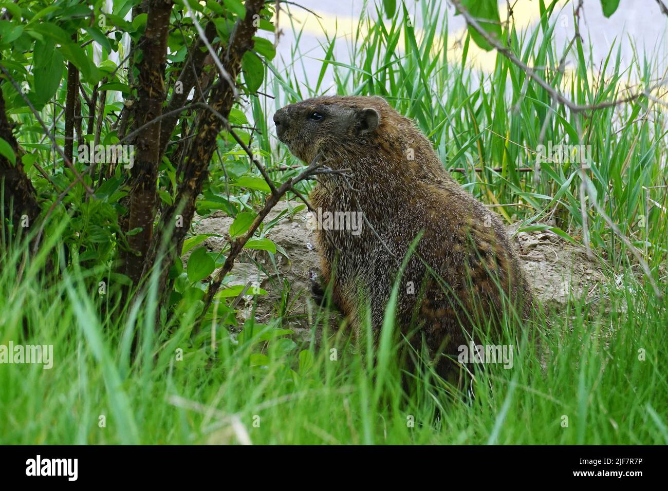 Groundhog, Waldmurmeltier, Marmotte commune, Marmota monax, erdei mormota, Canada, North America Stock Photo