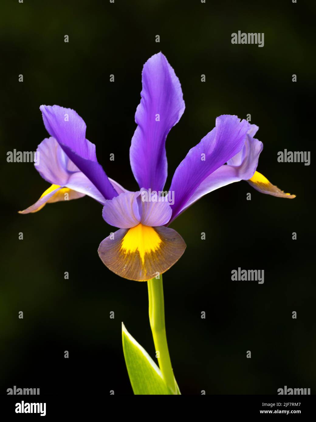Dutch Iris 'Miss Saigon' in the Alpinum at Aberglasney Stock Photo