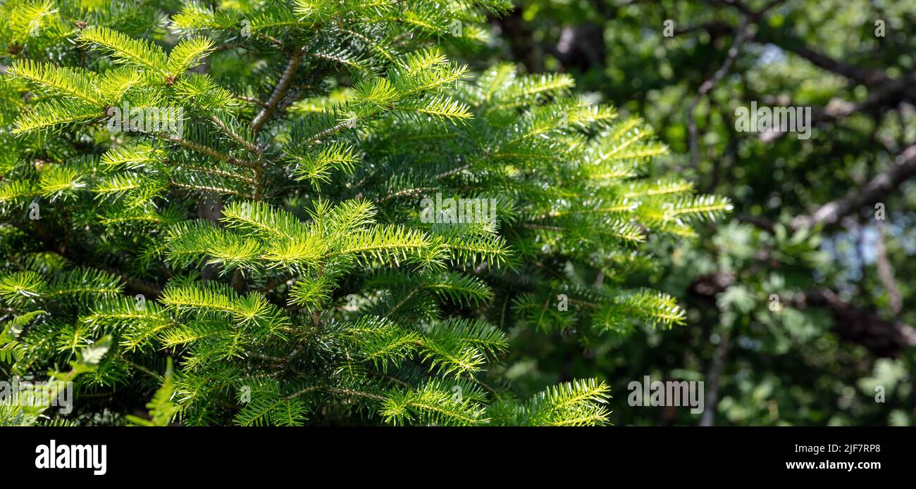 Fir tree close up. Spruce plant needles background, Christmas tree in nature. Green fresh foliage, copy space. Xmas card template Stock Photo