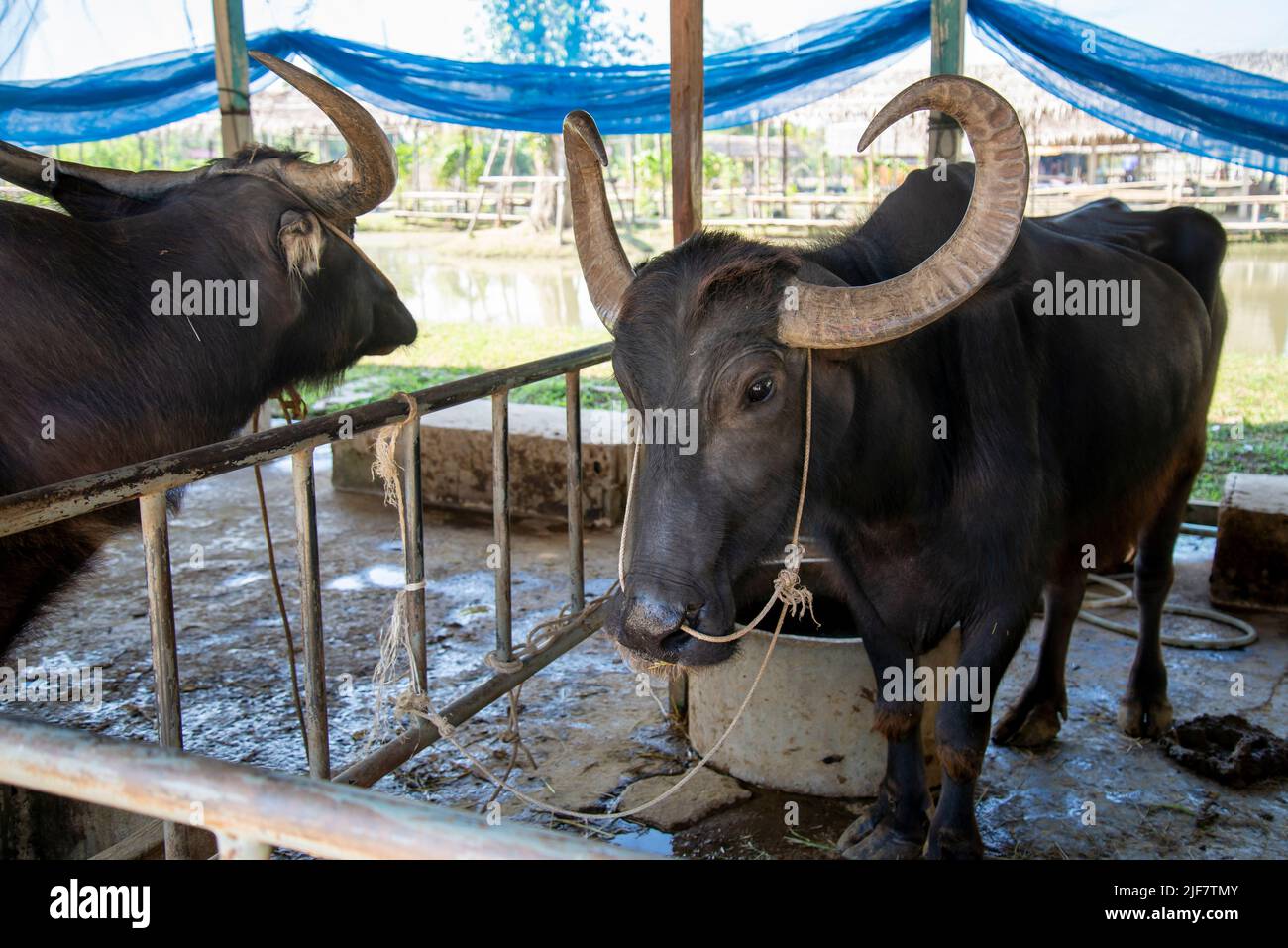 Asia water buffalo in farm from Thailand. This water buffalo has